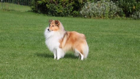 shetland sheepdog club uk