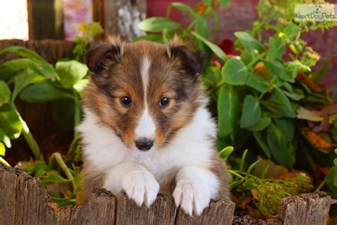 shetland sheepdog puppies near me