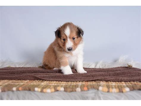 shetland sheepdogs for sale near me akc