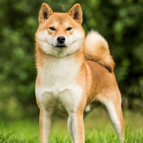 shiba inu