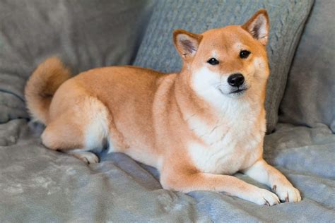 Everything You Need To Know About Shiba Inu Yahoo Finance Canada