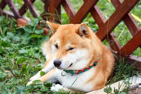 Shiba Ken Breed Information