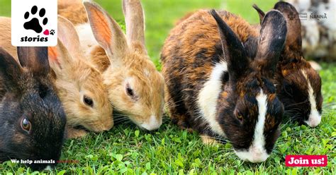 Topics Shift Responsibility By Overtaking A Rabbit Trending