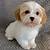 shih poo puppies for sale in illinois