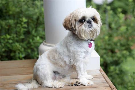 47 Cool Types Of Haircut For Shih Tzu Haircut Trends