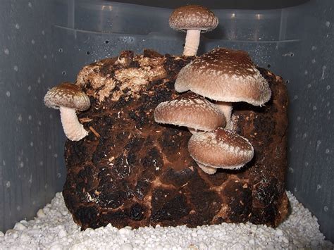 Shiitake Mushroom Cure Hpv