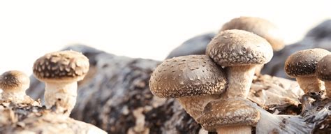 Shiitake Mushroom Study