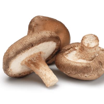 Shiitake Origin