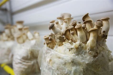 Shiitake Yield Per Bag
