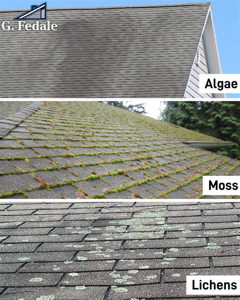Shingles Roof Moss