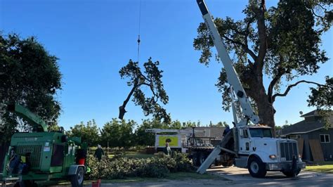 Shipman S Tree Service