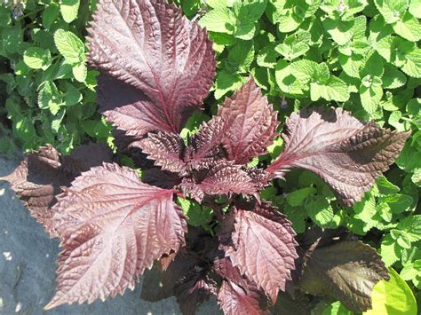 Red Perilla Shiso Seeds West Coast Seeds