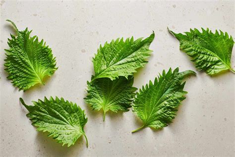 shiso leaves