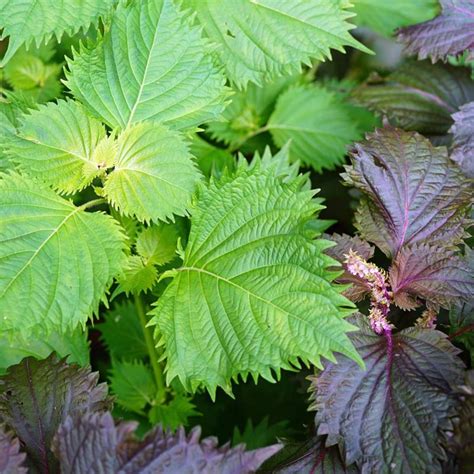 shiso perilla