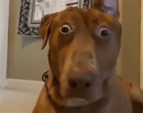 Shocked Dog Meme