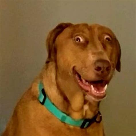 Shocking Dog Meme