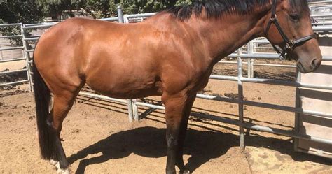 Shoe Boil Definition