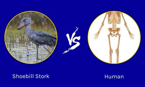 shoebill compared to human