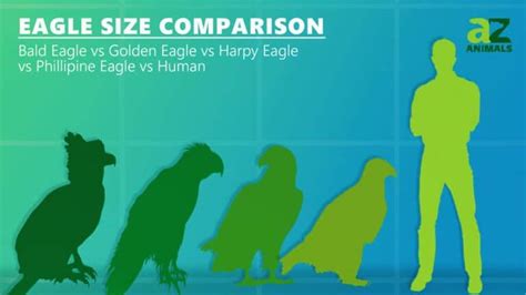 shoebill size comparison