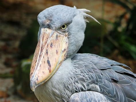 shoebill stork where do they live