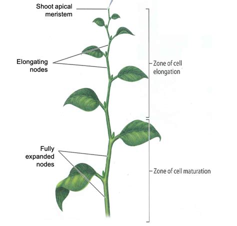 shoot in plants meaning in malayalam
