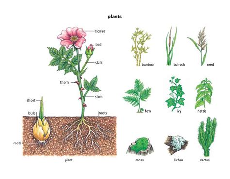 shoot meaning in urdu in plant with example
