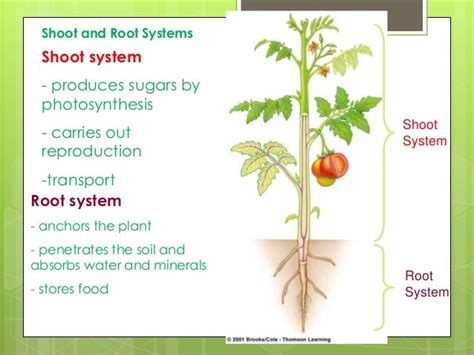 shoot root system function