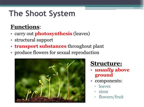 shoot system main function