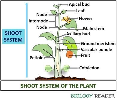 shoot system parts and functions