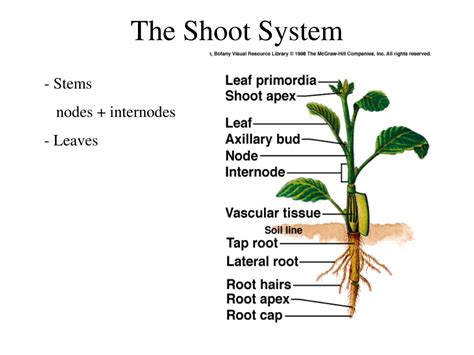 shoot system stem function