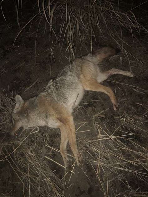 shooting coyotes at nite