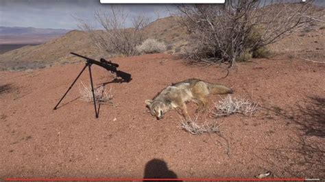 shooting coyotes in arizona