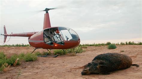 shooting feral hogs from helicopter