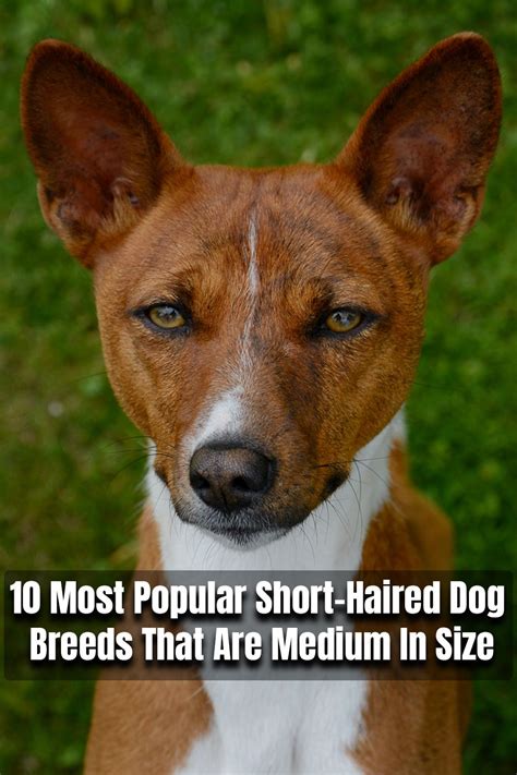  79 Ideas Short Hair Vs Medium Hair Dog Trend This Years