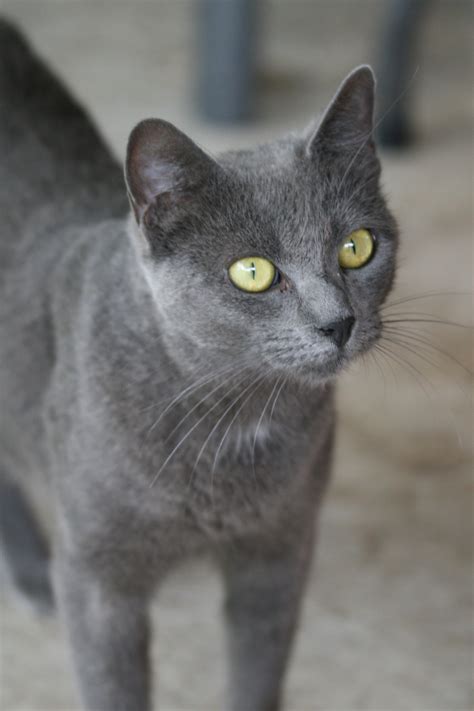 short haired russian blue cat