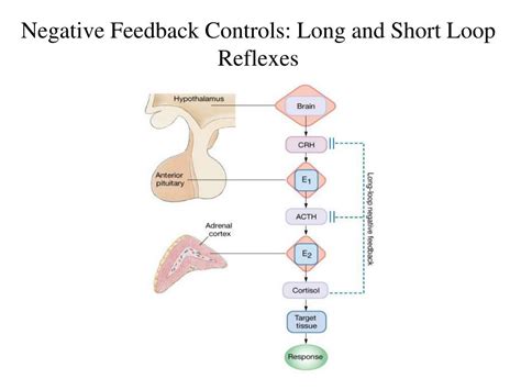 Short Loop Vs Long Loop Feedback