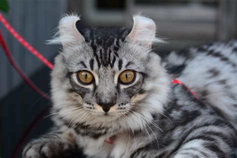 Unique Short Medium Long Hair Cats Hairstyles Inspiration