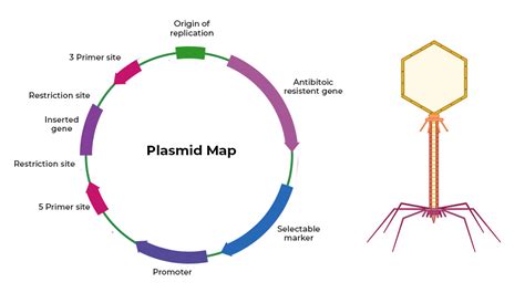short note on plasmid vector