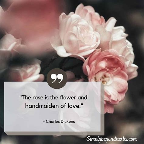short rose quotes for instagram for girl