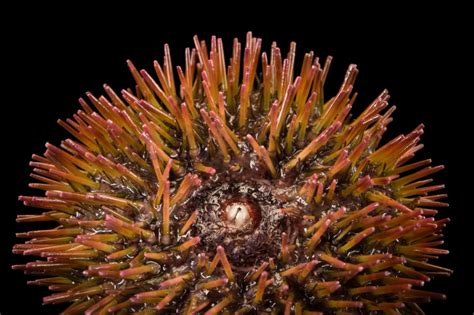 short spined sea urchin