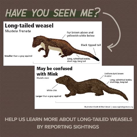 Short Tail Vs Long Tailed Weasel