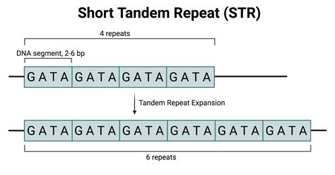 short tandem repeat method