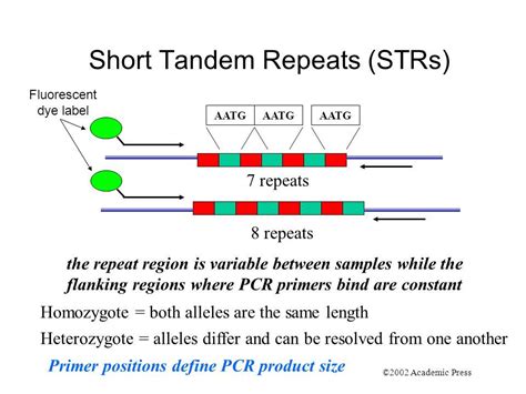 short tandem repeats pcr