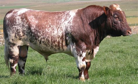 shorthorn beef