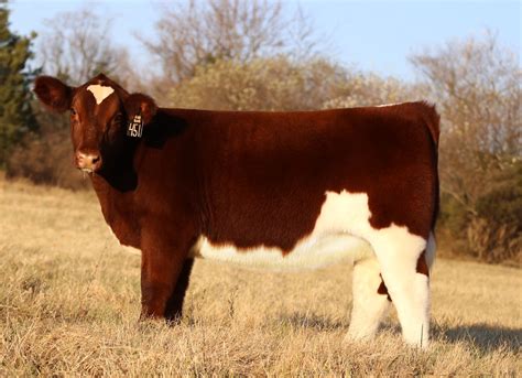 shorthorn cattle for sale