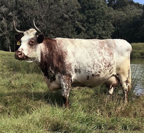 shorthorn cattle history