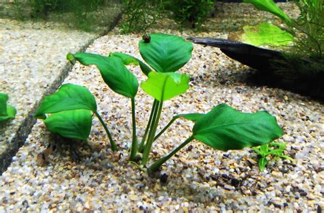Anubias Hastifolia Planted aquarium, Freshwater plants, Plants