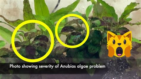 Feed up with anubias black algae The Planted Tank Forum