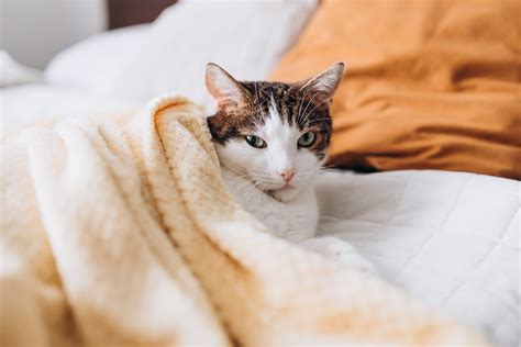 Should Cat Sleep On Bed