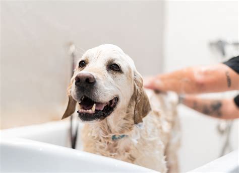 Should Dogs Be Bathed
